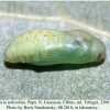 aricia teberdina tcheget pupa 1